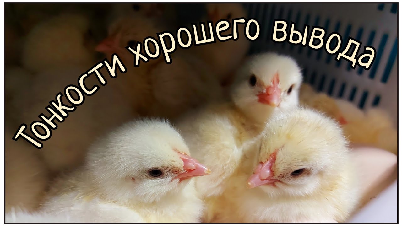 Сезон инкубации в самом разгаре. Секретики и тонкости. Работает вся семья