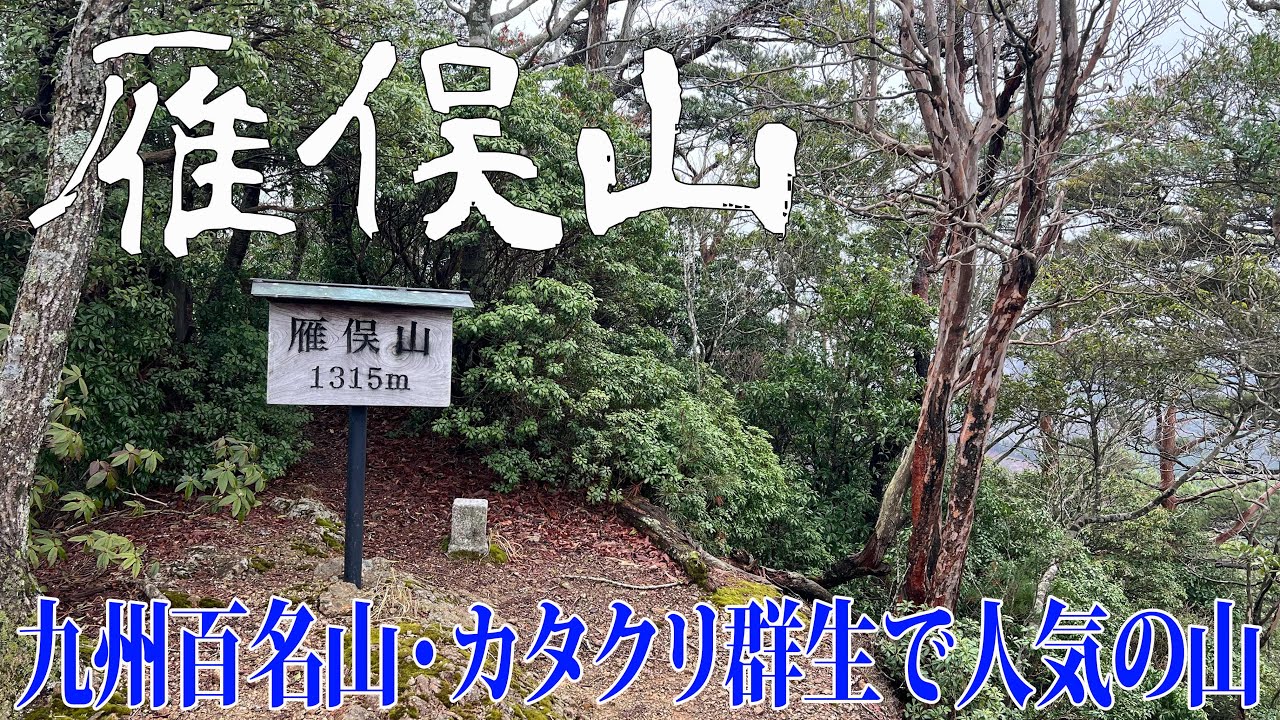 【熊本県 雁俣山・京丈山】九州百名山　タイミングが合えばカタクリの群生が🌸