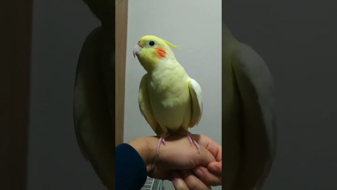 Calopsita falando &ldquo;Oi mam&atilde;e&rdquo; #calopsita #calopsitasbrasil #calopsitasbrasil #cockatiel