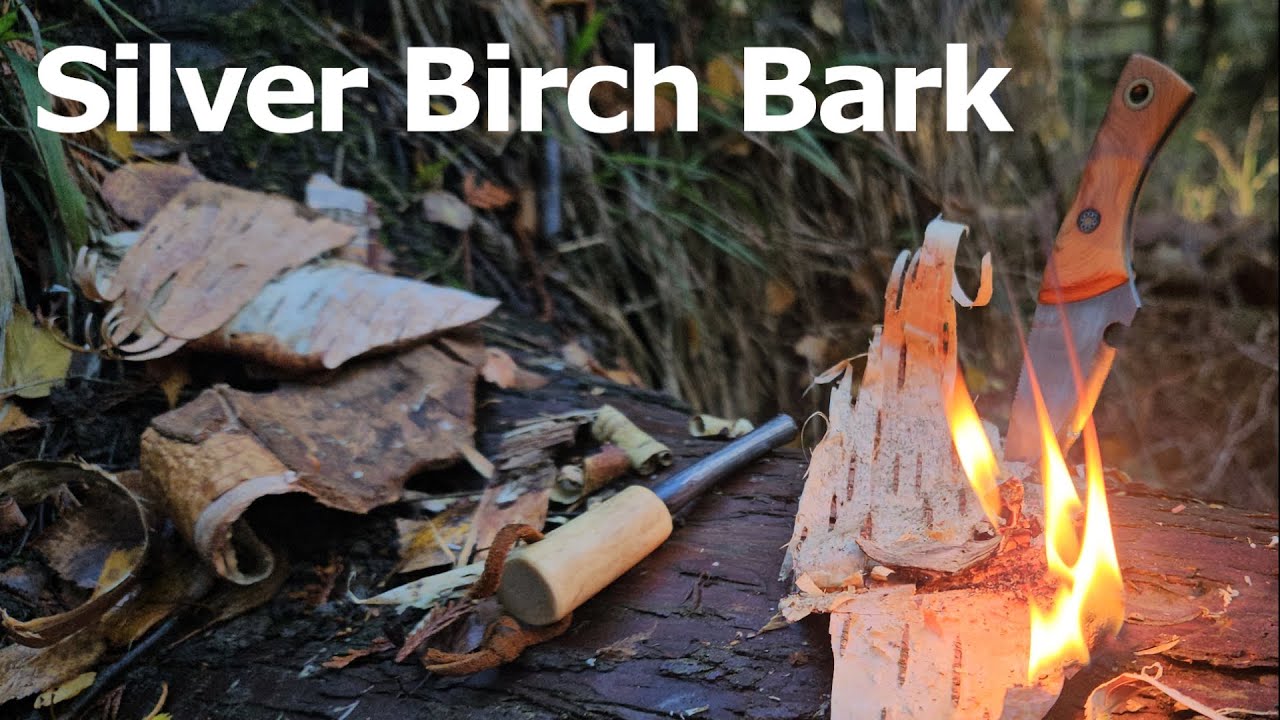 How To Start a Fire With SILVER BIRCH - Bushcraft