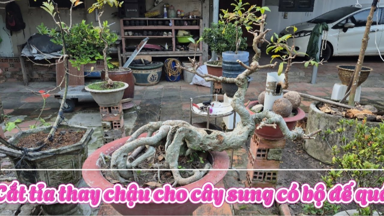 Cắt tỉa thay chậu lại cây sung có bộ đế quái || Châu ngọc vlog & bonsai 