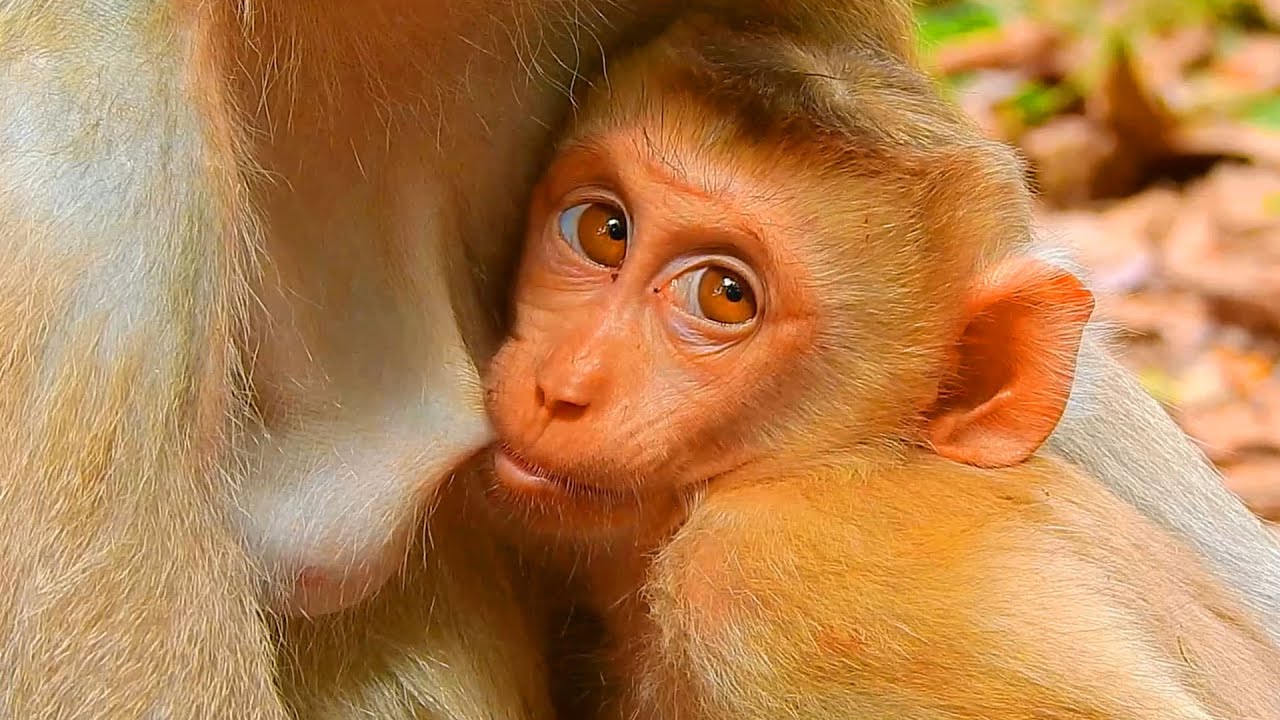 Baby Jacee looks very healthy coz Joyce takes well care of her, Jacee falls in love with her milk