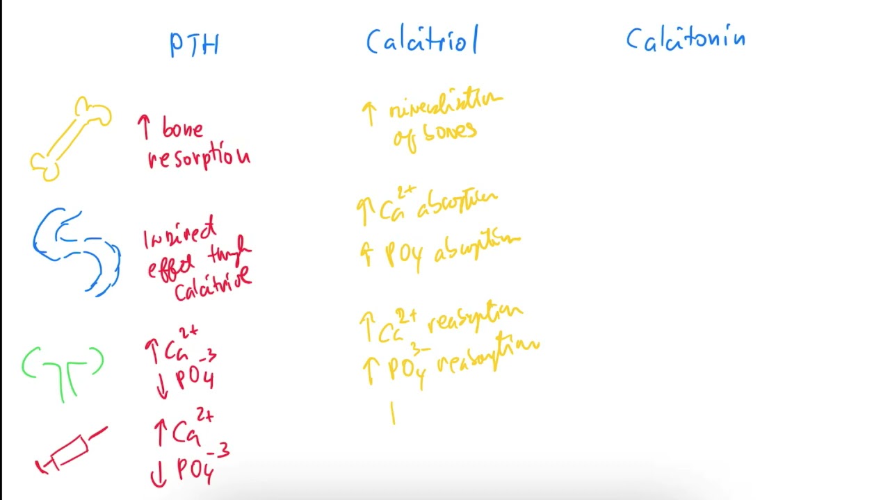 Calcium 1 metabolism Table  ENGLISH Coiled (PTH, vitamin D, calcitriol, calcitonin, bisphosphonate)