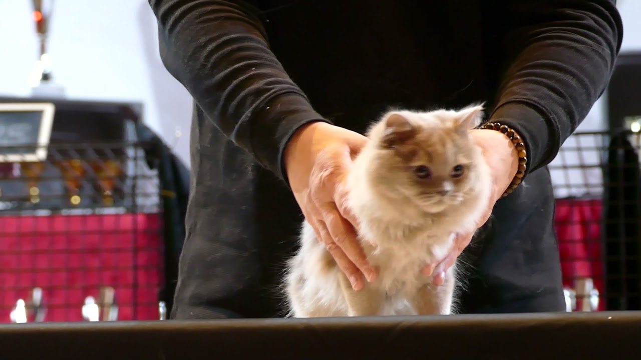 Katzenausstellung in Attendorn