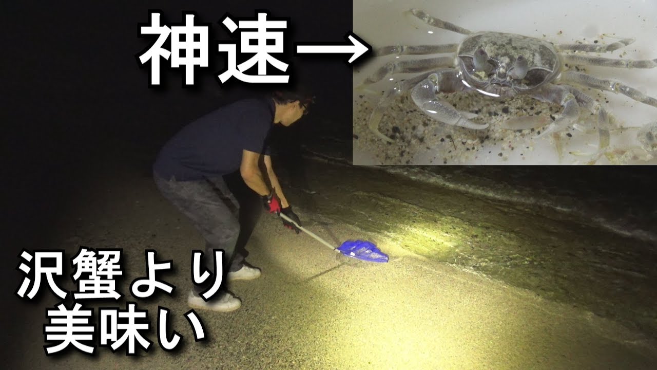 世界一足の速い野生のカニを捕獲して食べる！