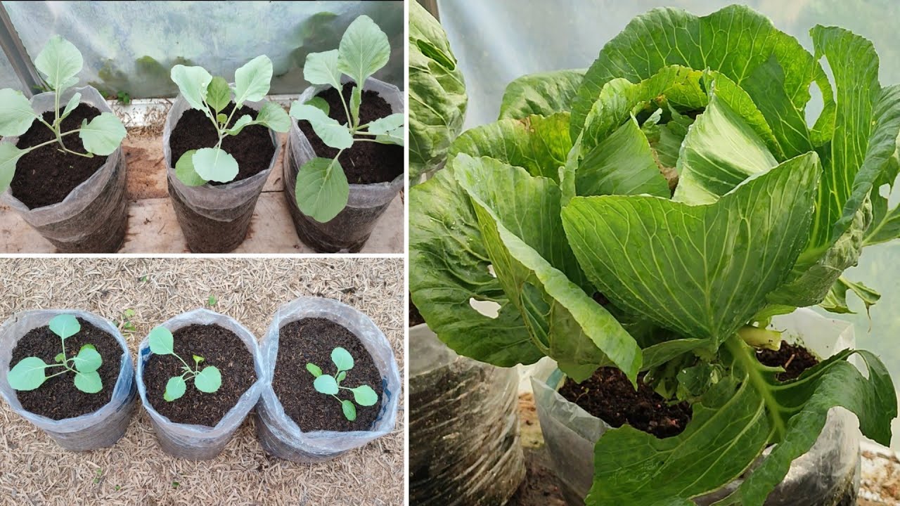 Just in Plastic Bag, we can Growing Cabbage at home | Seed to Harvest