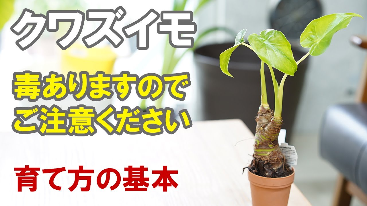 クワズイモの育て方　植え替え、水やり、食べちゃダメ、冬越しなど