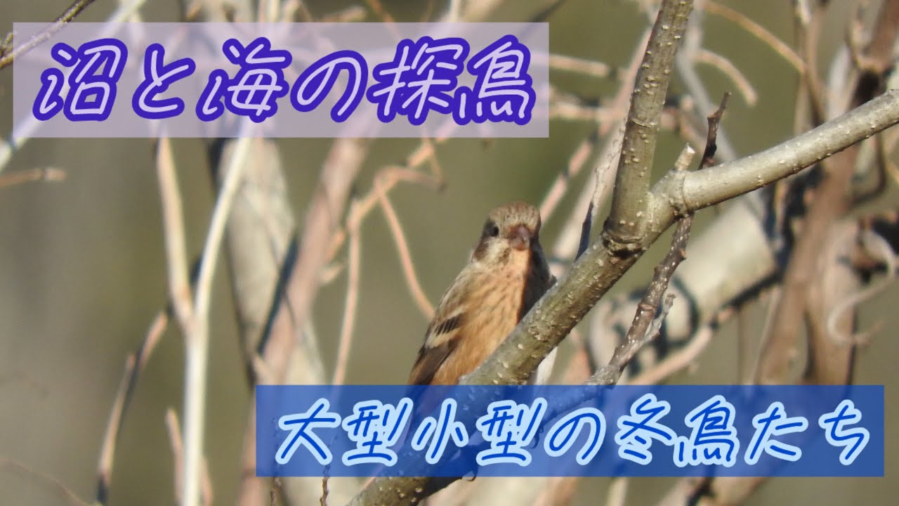 茨城の沼と海で大型小型の冬鳥たちと遭遇