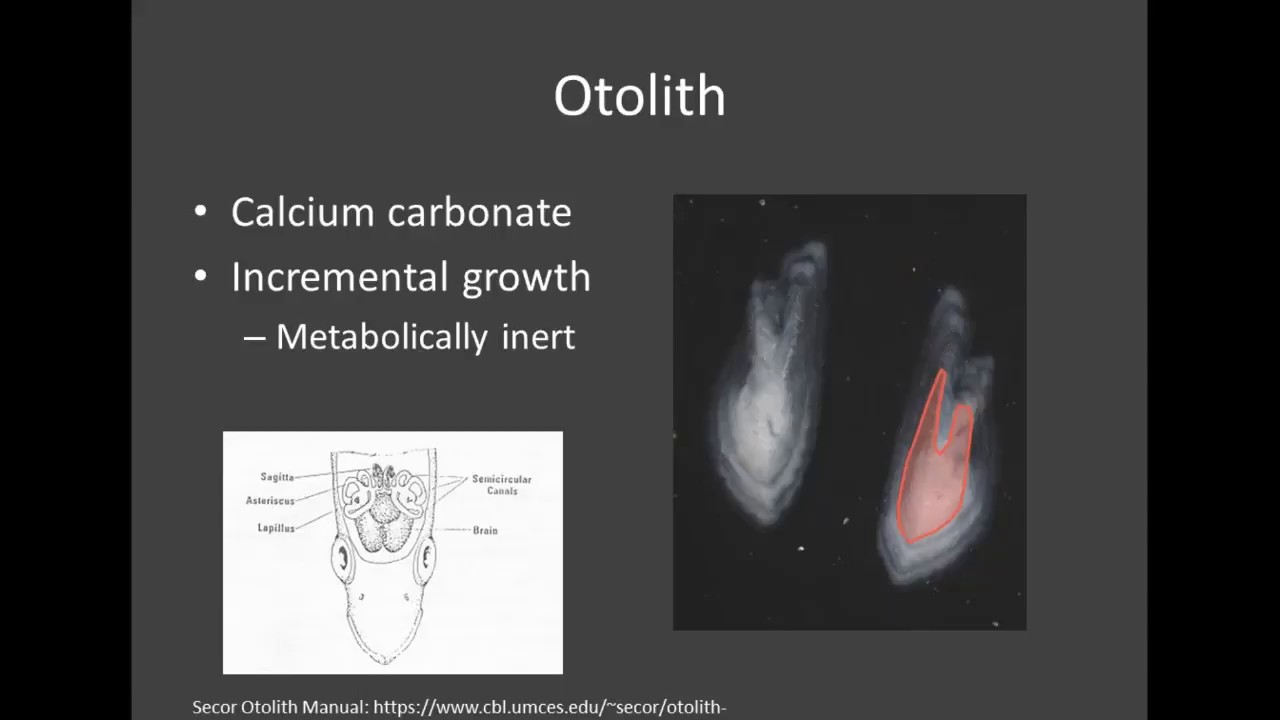 Northwest Atlantic Mackerel Population Structure Evaluated using Otolith Stable Isotopes