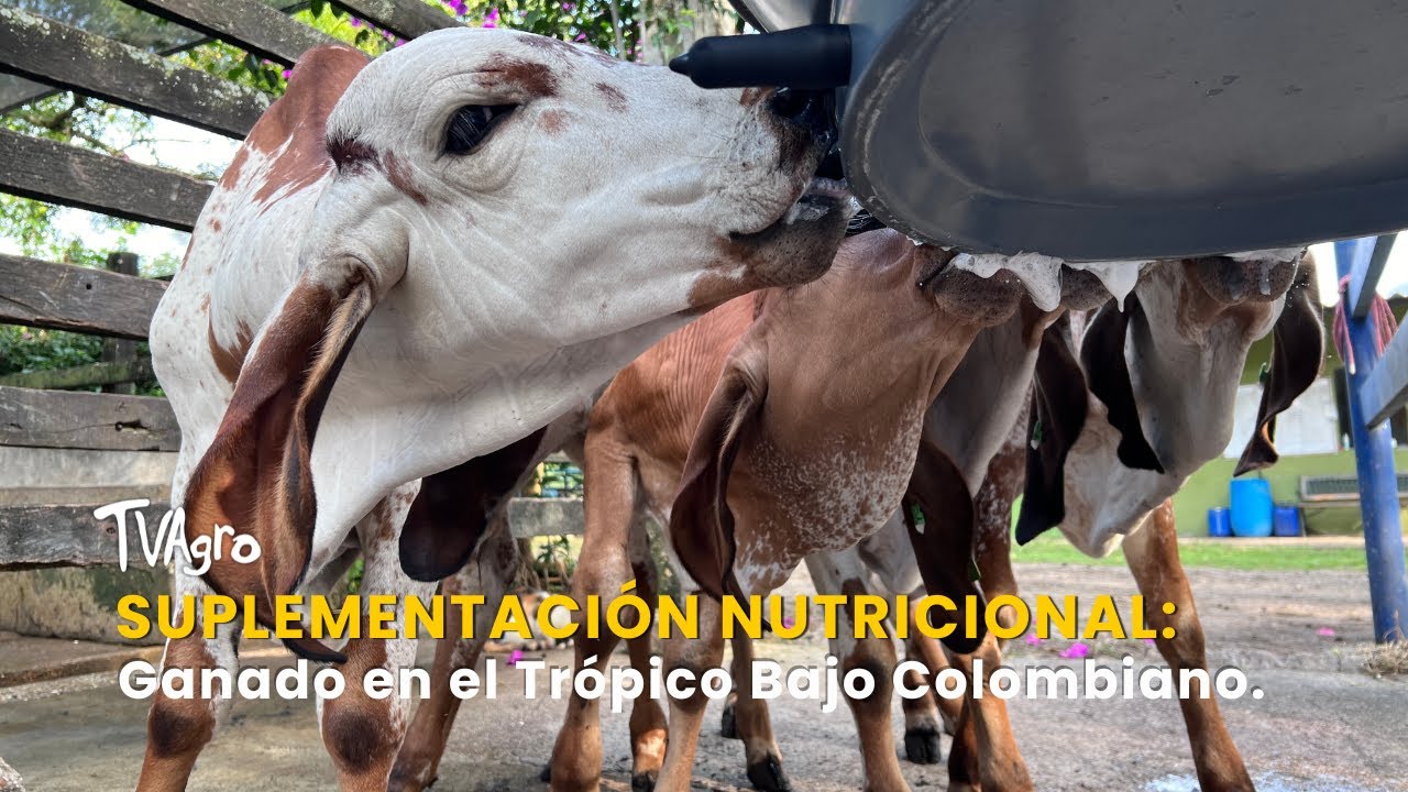 Suplementación Nutricional de Ganado en el Trópico Bajo Colombiano - TvAgro por Juan Gonzalo Angel