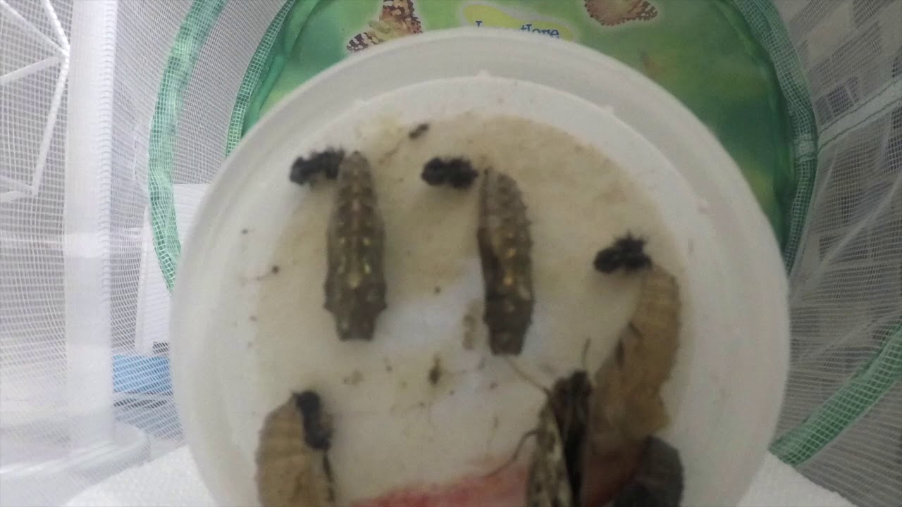 Painted Lady Butterfly Lifecycle
