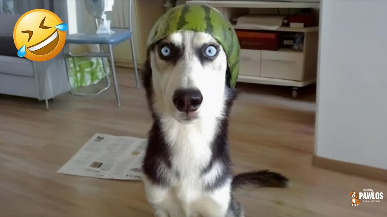 Funniest Cats & Dogs of 2025 🐾😂 | Try Not To Laugh Challenge! #1
