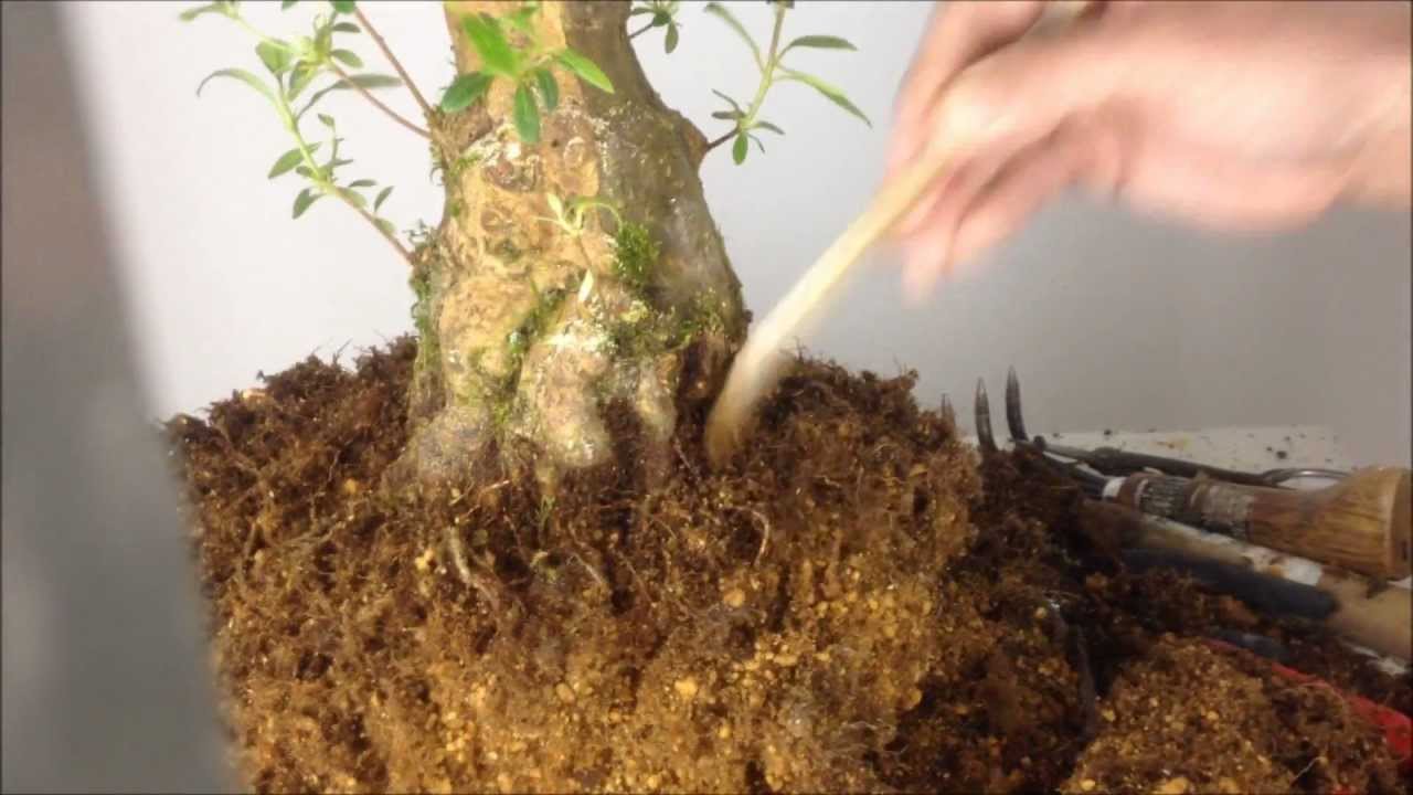 Satsuki Azalea Bonsai 