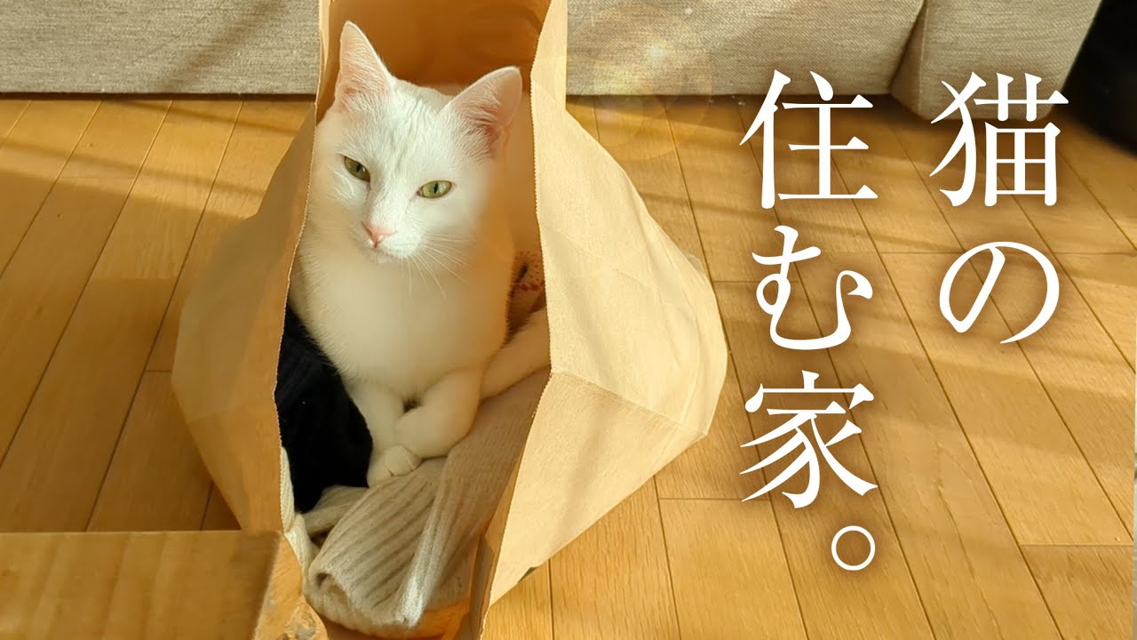 猫と暮らして、増えたものと減ったもの。