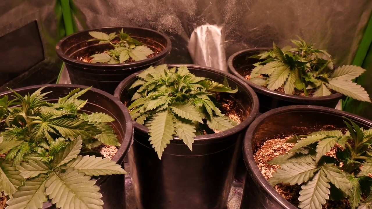 THE MOST USEFUL AUTOFLOWER GROWING TECHNIQUE - TIPS AND TRICKS FOR BEGINNERS