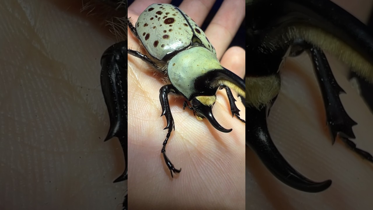 Finding BUGS while blacklighting in northern Arizona #insects #bugs #wildlife #creatures #entomology