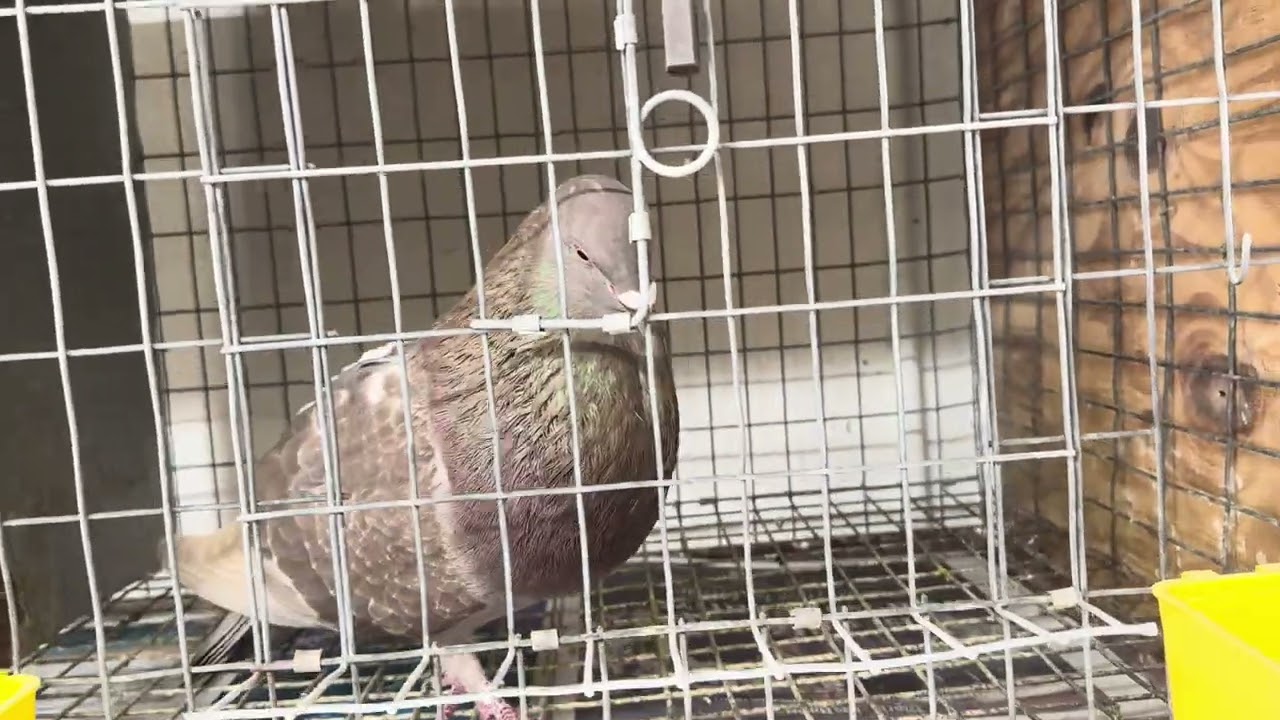 El Oliverde ￼ de Tony 