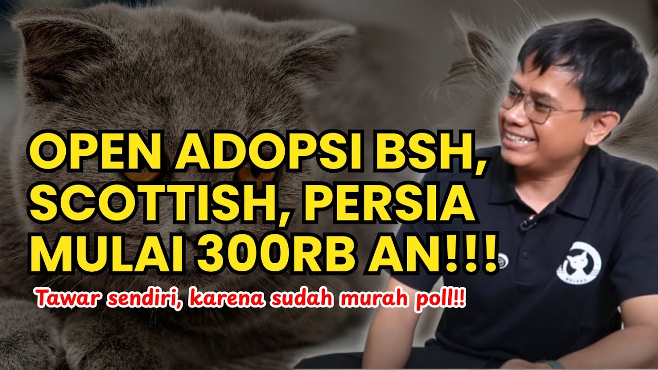 Open Adopsi lagi nihh, kapan lagi ada BSH, Scottish, Persia di mahar mulai 300rb an, merapatt!!!