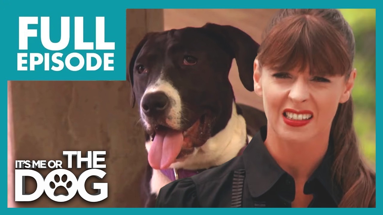Great Dane Devotion | Season 2 Episode 3 | It's Me Or The Dog US