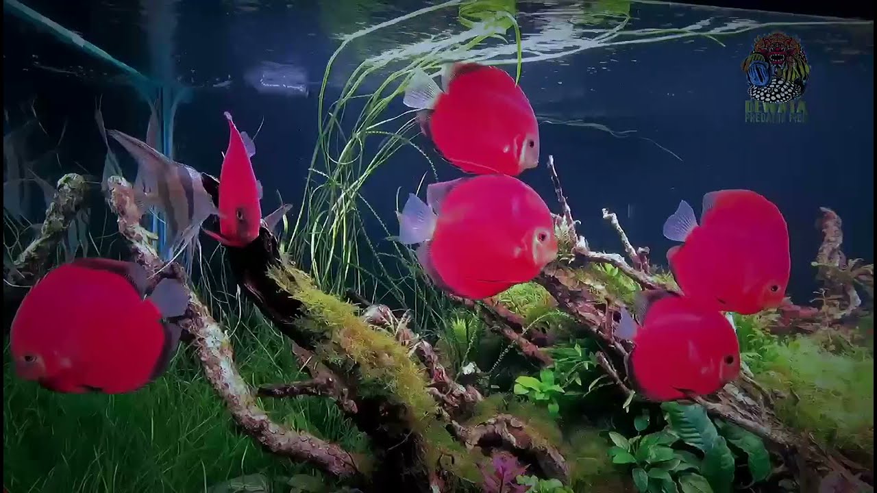 A new Video. Red Golden Diamond Discus and Altum. Henri Ang Yao Yi