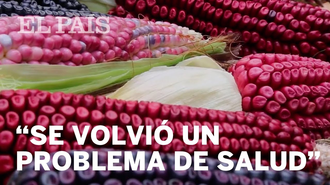 El regreso del maíz nativo en México