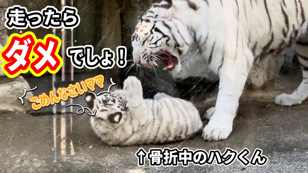ママの所に走って追いかけたら、こっぴどく叱られたハクくん🐯😅　4月4日 東武動物公園　ホワイトタイガー赤ちゃん