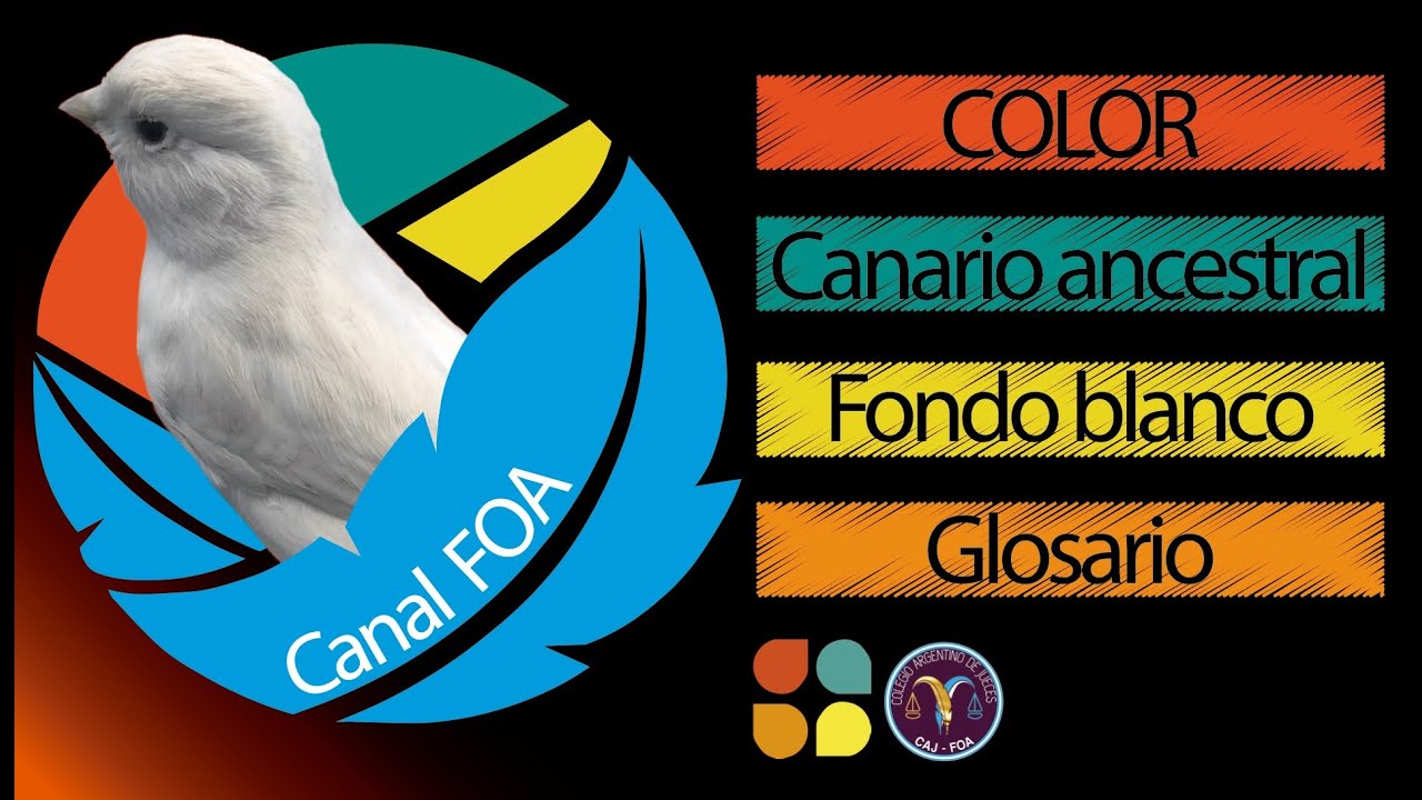 Canarios de Color - Charla N° 2