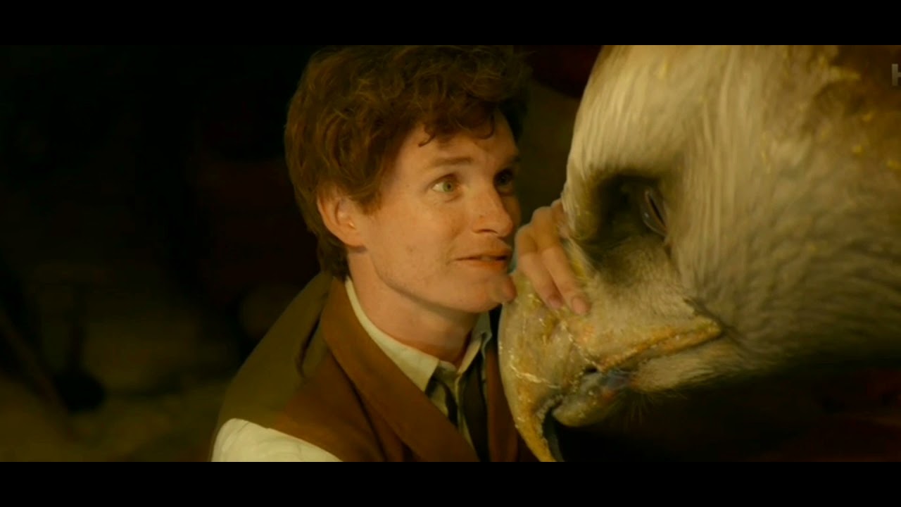 Newt Scamander - High hopes