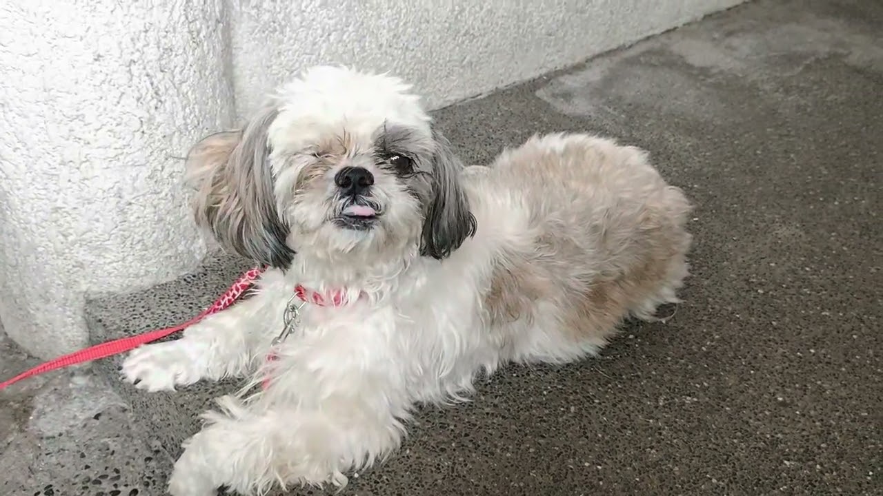Sweetie 