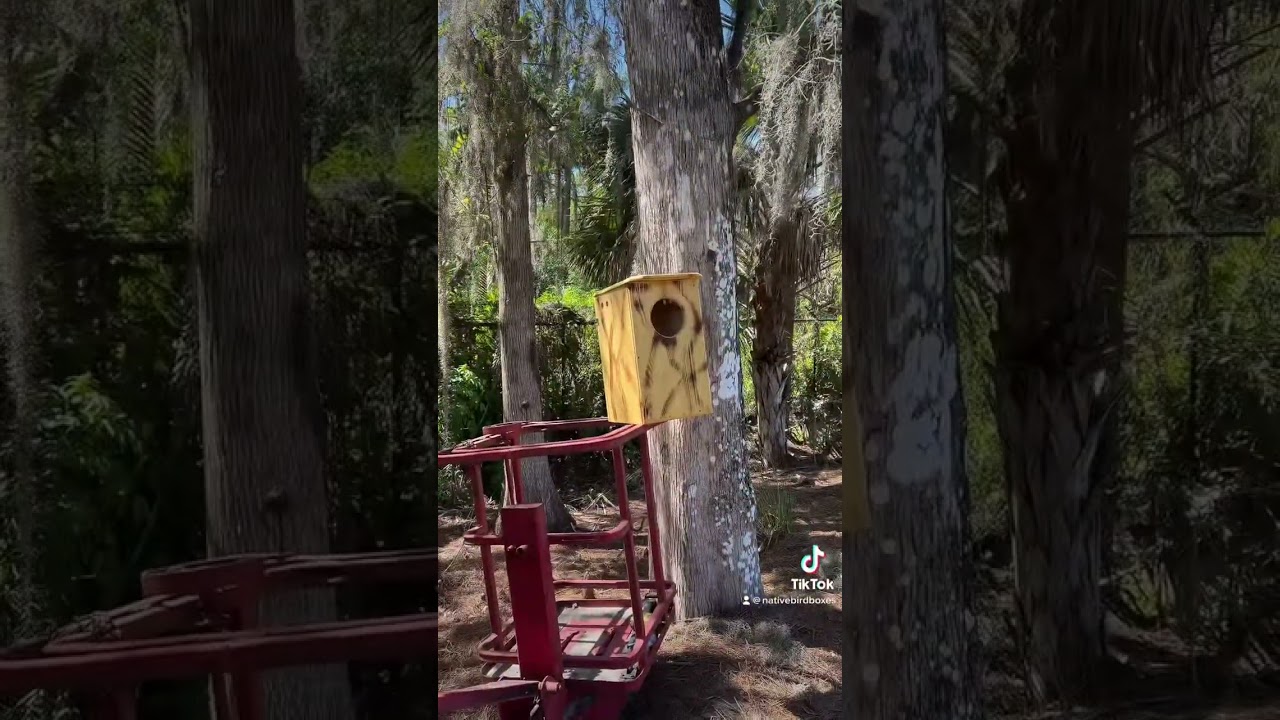 Barred Owl house installation.