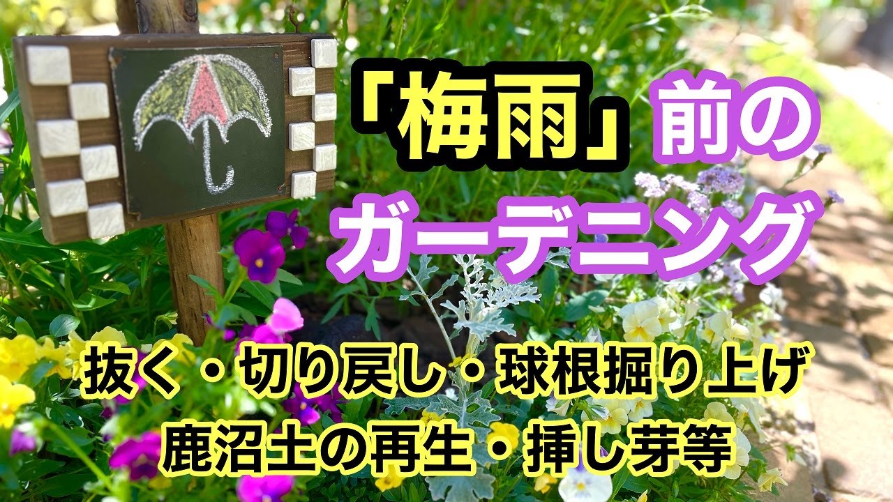 【ガーデニングを楽しもう！】梅雨が来る前に過湿対策として抜いたり切ったり掘り上げたりしました。挿し芽の適期なので挿し芽も。#gardening #ガーデニング #flowers #garden