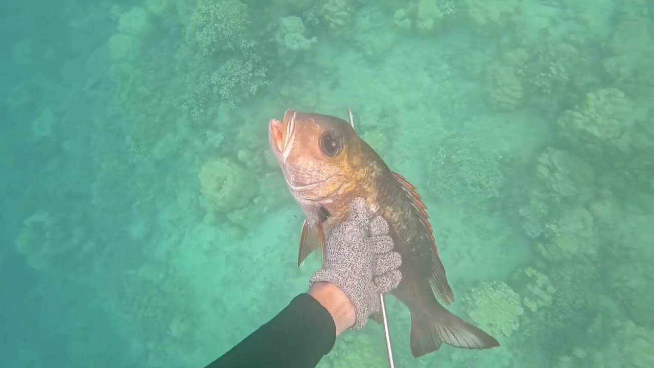 Spearfishing raiatea - 2025