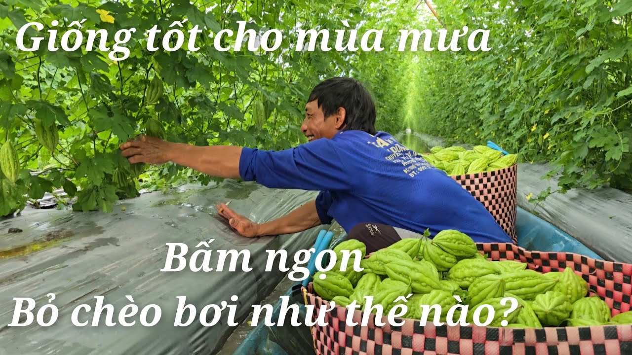 Giống khổ qua 616 Trung Nông Phát tại Long Mỹ Hậu Giang