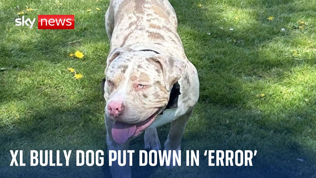 Owner of XL bully put down in 'error' by police was waiting for call to bring dog home