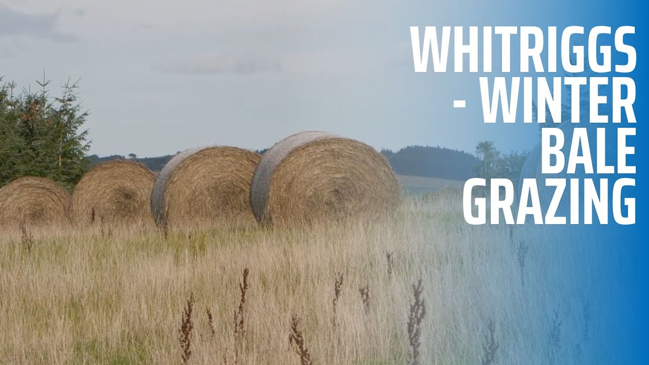 Whitriggs Farm - Winter Bale Grazing