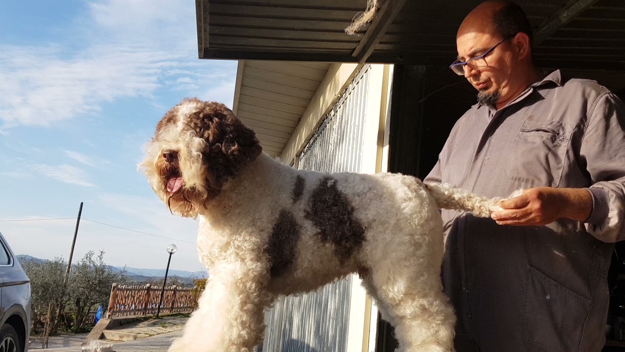 Toelettatura del lagotto. Parte seconda. Lagotto's grooming.