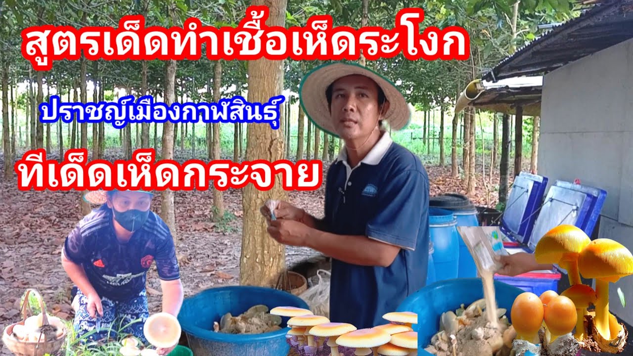 สูตรทำเชื้อเห็ดระโงกแบบง่าย!! สูตรทำขาย โดยอาจารย์เอกชัย กูรูเห็ดระโงกเมืองกาฬสินธุ์