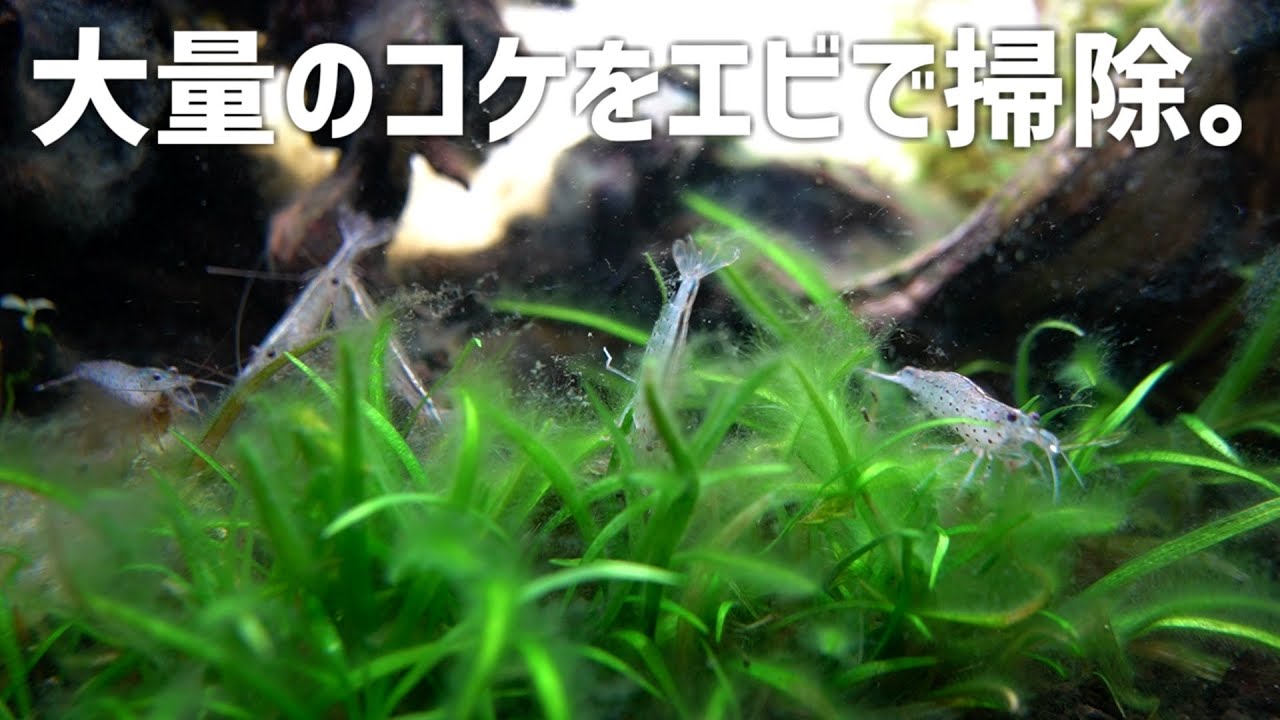 コケまみれになった水槽をエビでお掃除！メイン生体にはあのエンゼルフィッシュが…#678【アクアリウム】