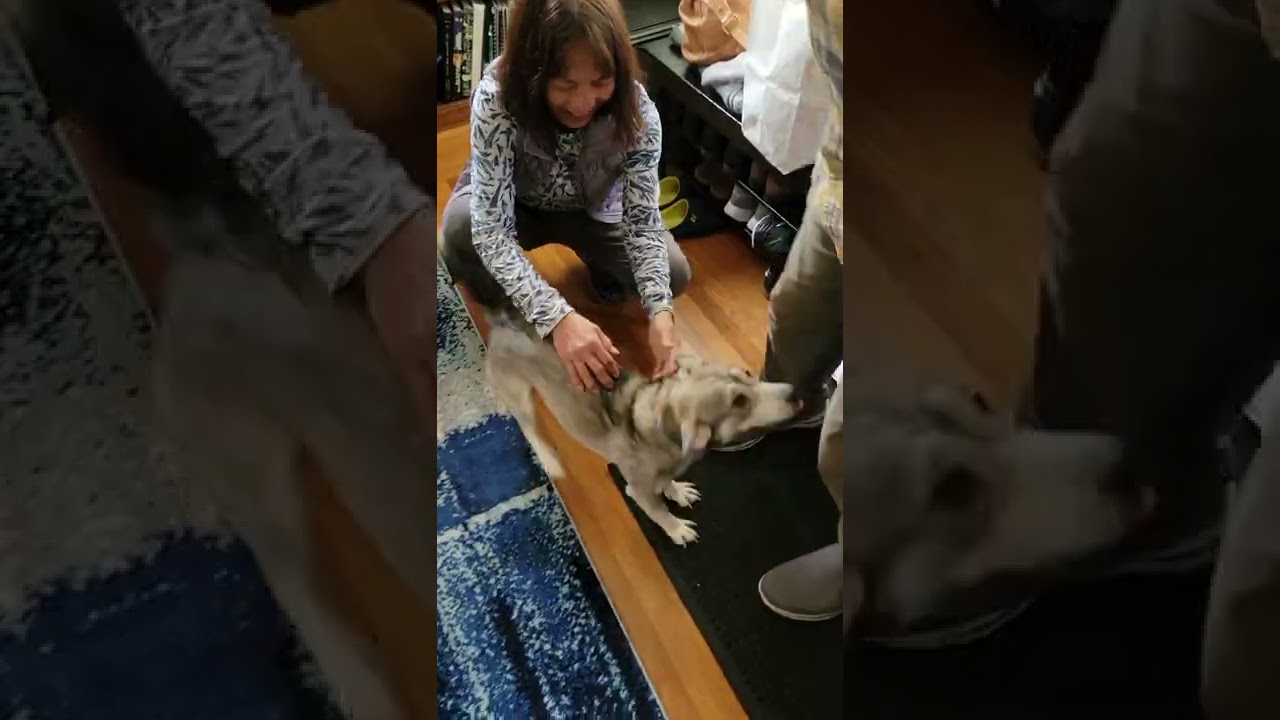 Indigo puppy so excited to see grandparents