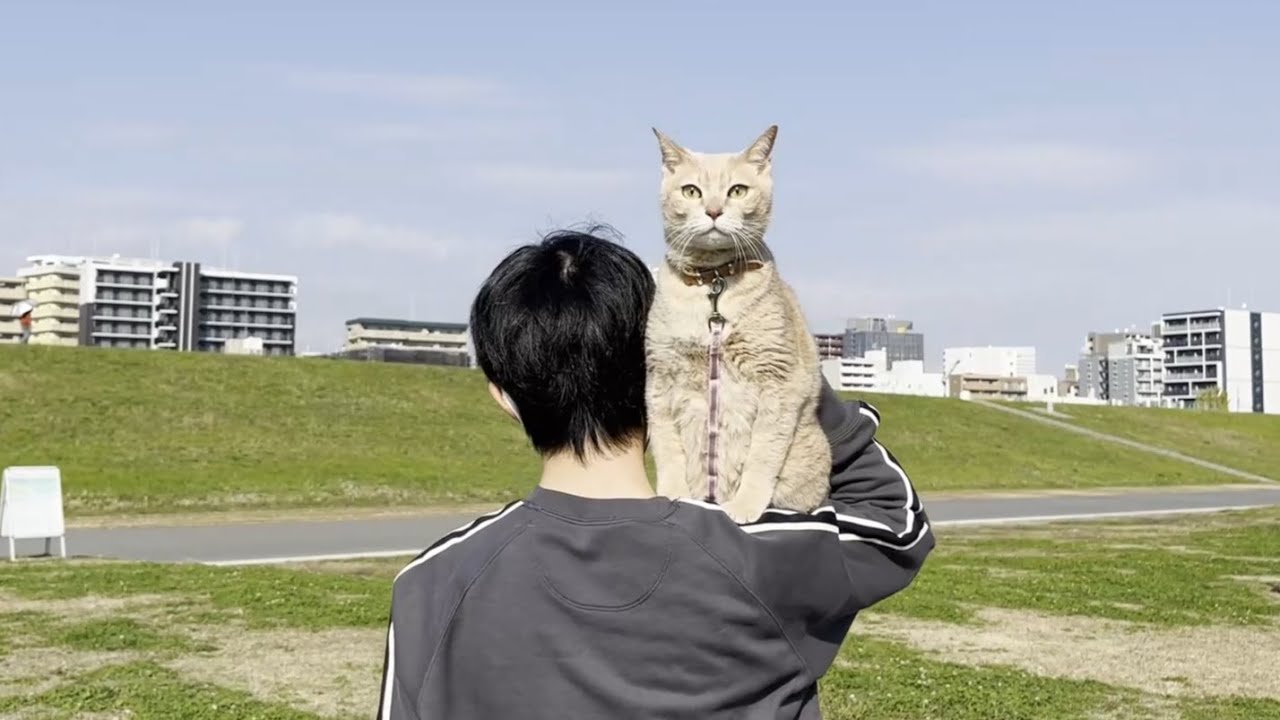 淀川河川敷公園で息子に抱っこされて安心する猫