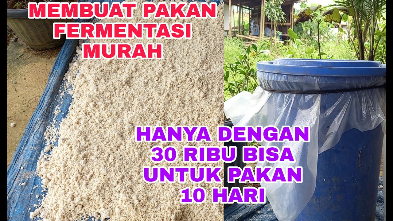 Cara membuat pakan fermentasi dengan biaya murah, hanya 30 ribu bisa untuk pakan ternak 10 hari