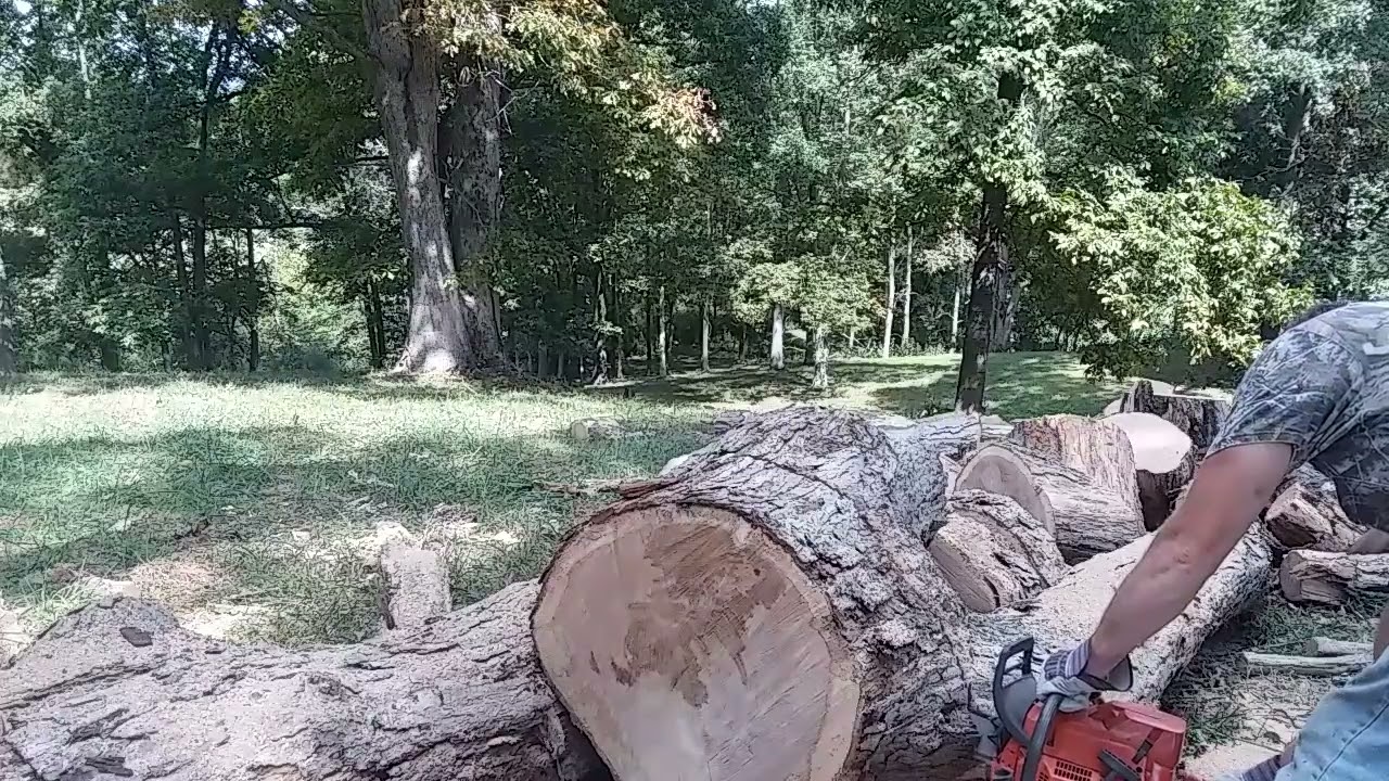 ported 372xp clone cutting white oak