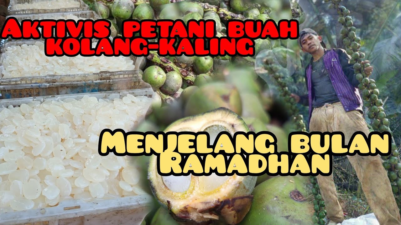 MELIHAT PETANI KOLANG-KALING