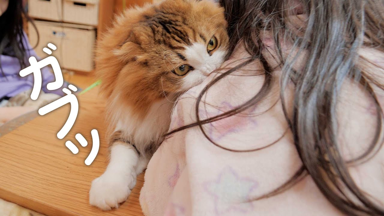 のんびりしている所をモフられて怒ったと思ったら実は…