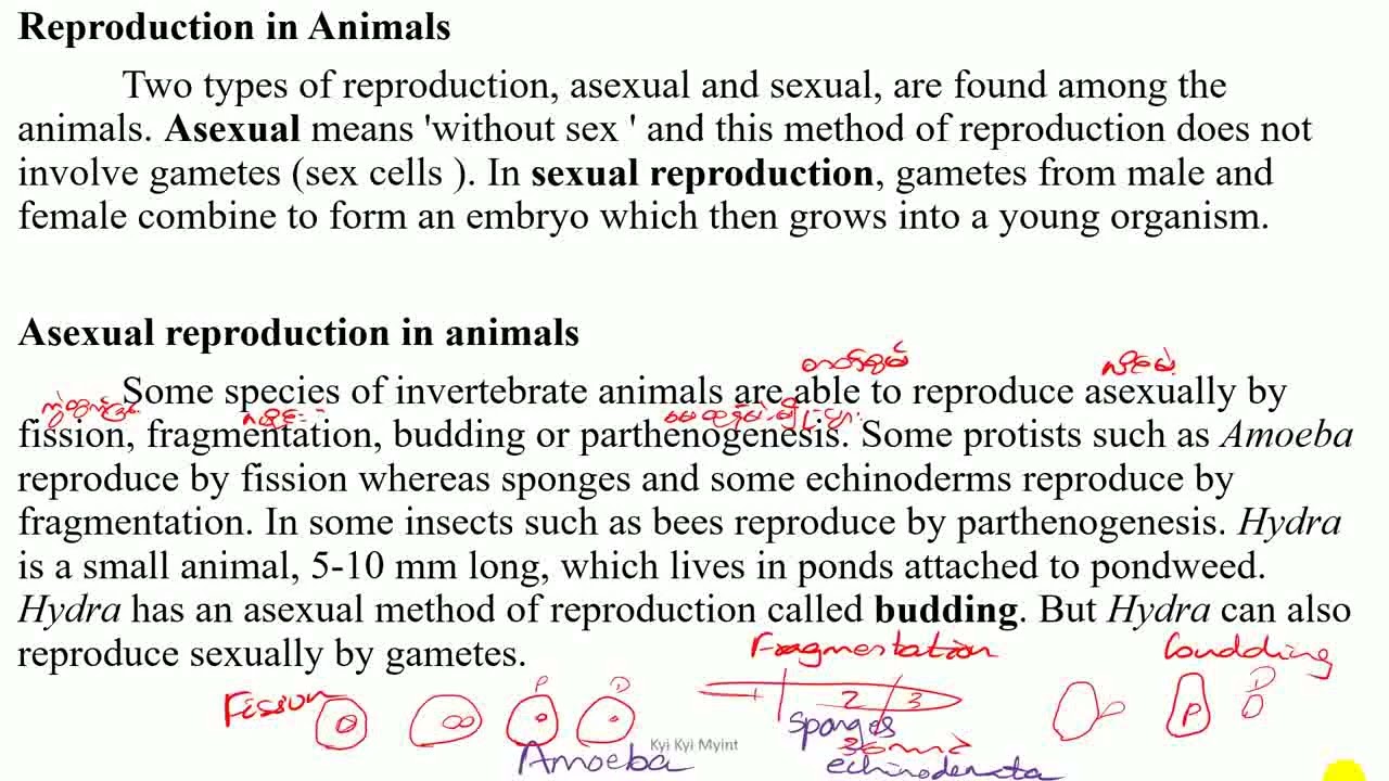 Grade 10 Chapter 5 Reproduction in Animals & Asexual reproduction in animals