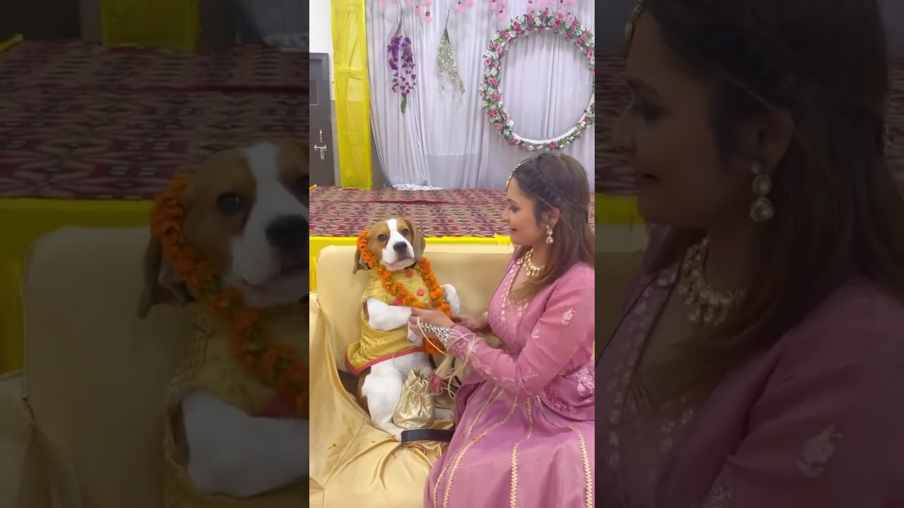 The cutest Barati #dog #beagle #dogshorts #dogoutfits #dogproducts #funnydogvideos #cutedog