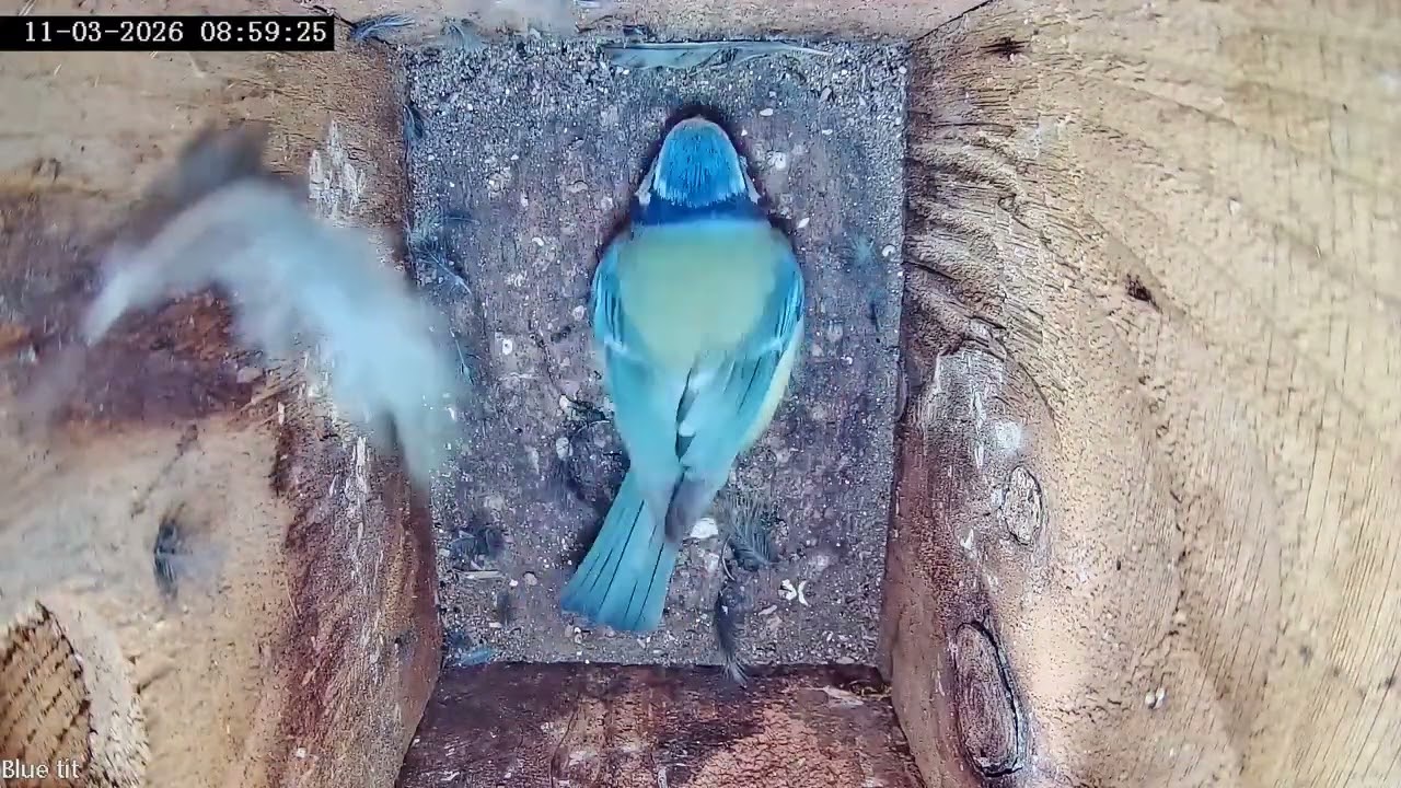 Don’t argue with a blue tit!