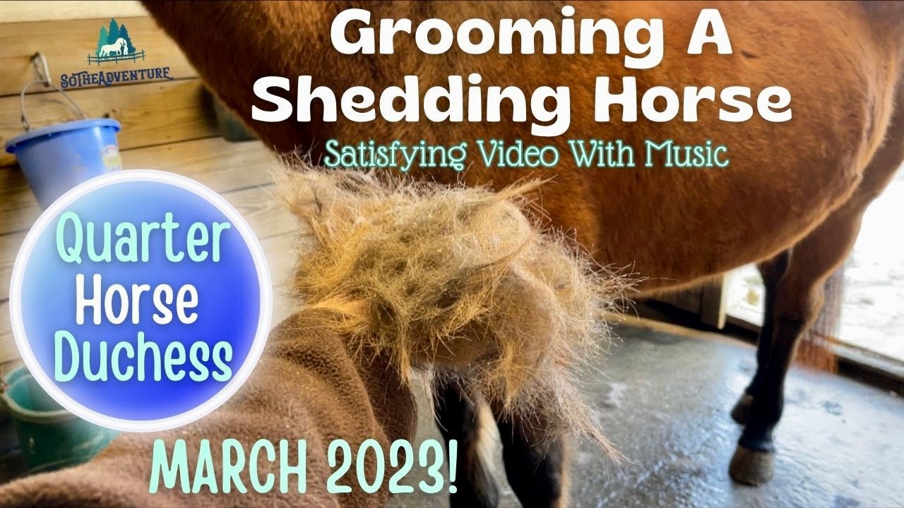 Grooming A Horse That's Shedding In Winter~March 2023, Quarter Horse Duchess!