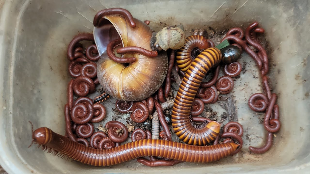 Priceless Catch Poisonous Red Millipede, Giant Millipedes, Red Spotted Millipede, Scorpion