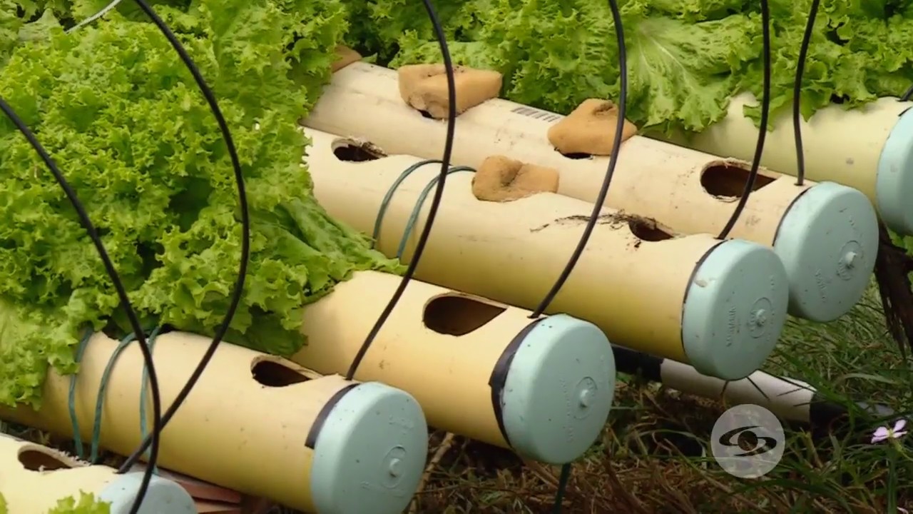 Establecimiento de lechuga hidropónica | La Finca de Hoy